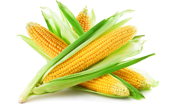 玉米的功效与营养价值