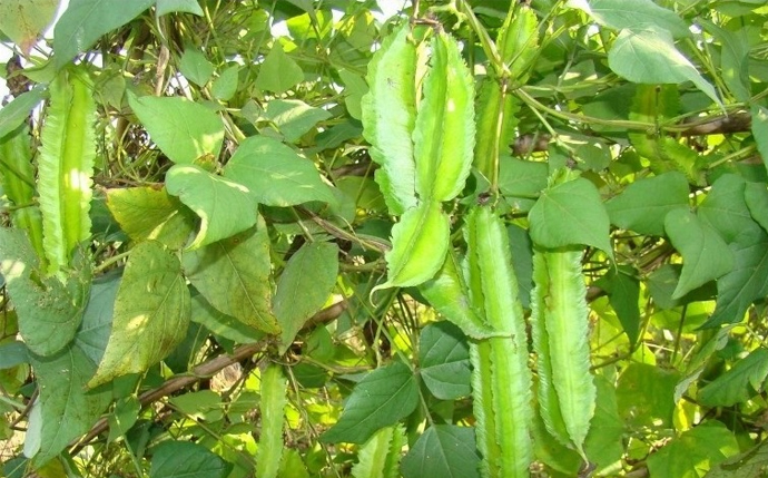 小荚豆