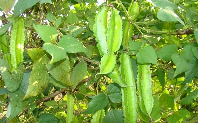 [种植]小荚豆栽培技术