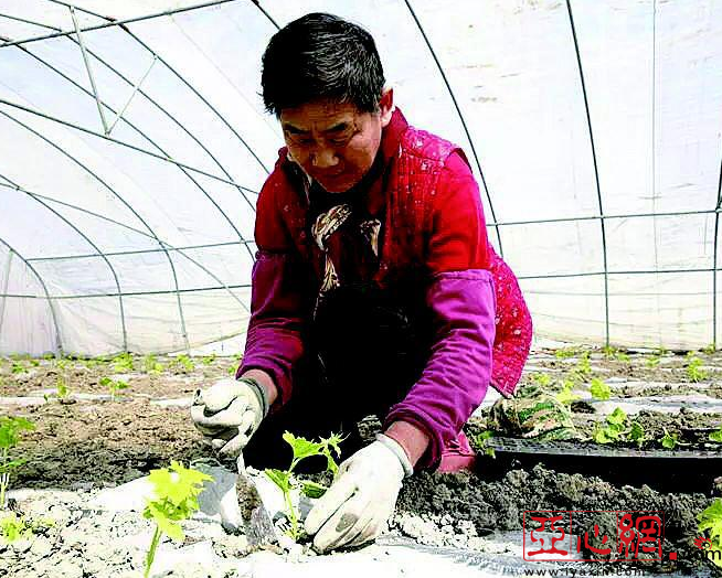 5万亩绿色蔬菜种植基地即将诞生在乌鲁木齐市米东区